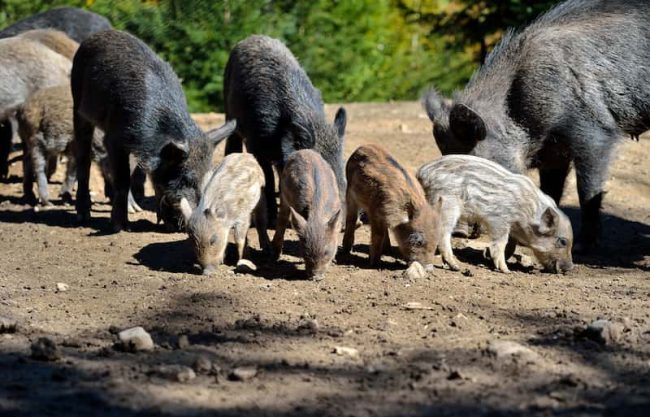 Wild hogs eating grains put out for livestock