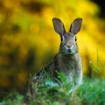 rabbit - why overhunting is a problem.