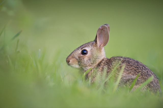 Small rabbit alert to its surroundings