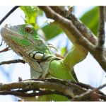 iguana perched in tree