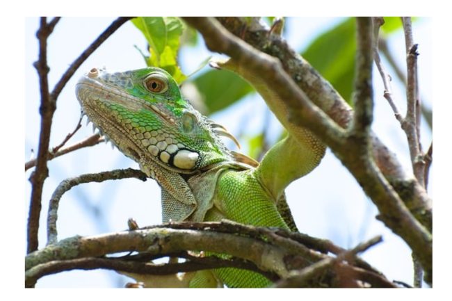 Iguana perched in tree