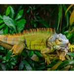 iguana laying on a branch