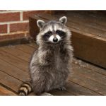 raccoon - pest control with pellet guns